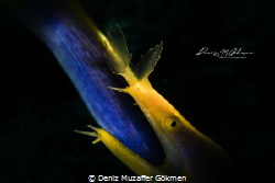Ribbon eels , snooting with videolight 
Lembeh Indonesia by Deniz Muzaffer Gökmen 